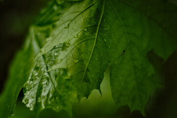 Liście, deszcz, krople wody niezwykłe i zielone, piękna roślinność. - obrazy, fototapety, plakaty