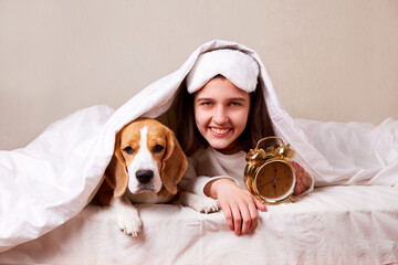 A teenager girl with her dog beagle is lying in bed under a blanket. The girl is holding an alarm clock in her hands. 