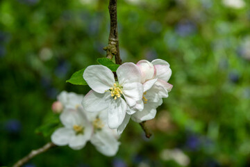 Malus domestica borkh apple blossom	
