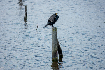 cormorant perched on a post in the sea 