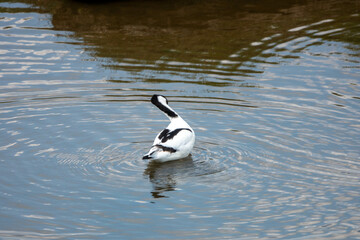 Fototapeta premium Pied avocet a distinctively-patterned black and white wader with a long up turned beak