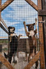 Concept of unnecessary abandoned animals. Kennel of northern sled dogs Alaskan husky in summer. Two...