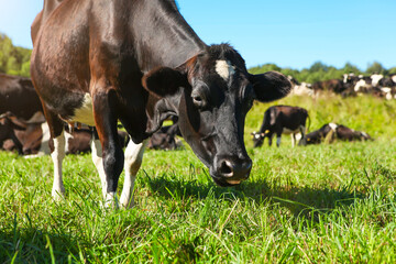 A black cow eats juicy, fresh grass in a meadow.