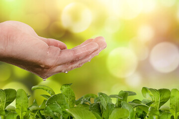 Gardener watering a sprout with water from the palm of his hand. farmers hand pours water on small sprouts of cabbage on fertile soil. slow motion. Conservation of natural resources. Planting, nature