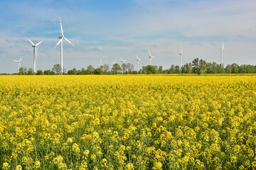 wind farm and rape field, beautiful landscape