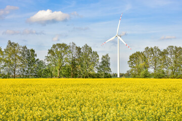wind farm and rape field, beautiful landscape