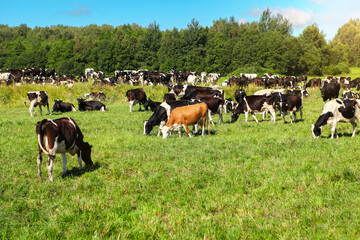 A herd of cows of black and white color.