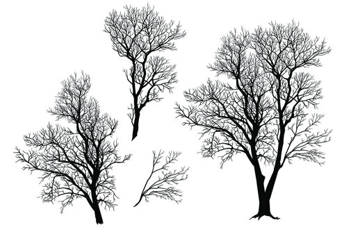 Silhouette of a tree, branches. Vector illustration