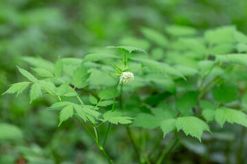 Eurasian baneberry with flower, Actaea spicata. Eurasian baneberry (Actaea spicata) blooming in the forest. Selective focus.