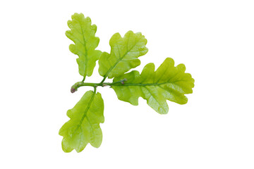 Common oak (Quercus robur) leaves isolated on white, clipping path, no shadows. Spring leaves of oak (Quercus robur) with flowers isolate on a white background.