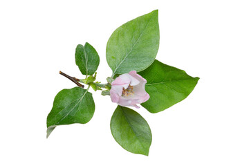 quince (Cydonia oblonga) branch with flowers isolate on a white background, clipping path, no shadows.