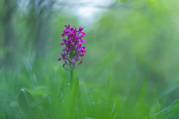 Obraz premium Dactylorhiza sambucina, the elder-flowered orchid, is an herbaceous plant belonging to the family Orchidaceae. Dactylorhiza sambucina orchid in beautiful sunset light.