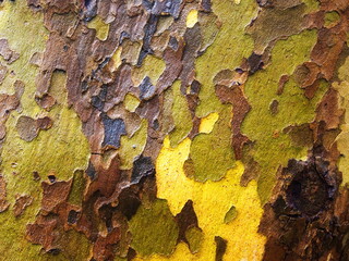  Сolorful pattern texture of Eucalyptus tree bark. Natural wood background.