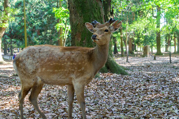 奈良公園の鹿、5月撮影