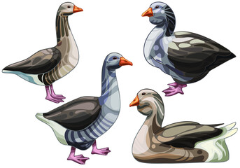 Set of hand drawn Geese The breed of Toulouse goose