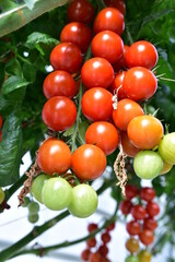 Plantation, Crops, Greenhouse, Tomatoes, Production, Agriculture, Slovakia, Paradajka,