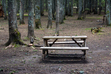 Old wooden bench and a table in the forest in the green grass, Picnic in the forest. 