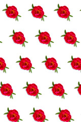 Floral pattern. Pink fucsia peony flower head on white background