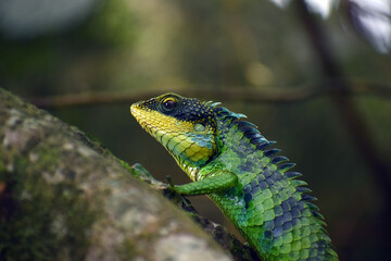 large scaled forest lizard closeup