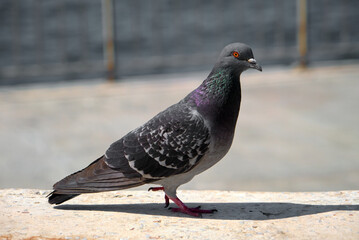 pigeon sitting on the ground, close up pigeon at ground and its colorful neck