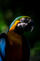 blue and yellow macaw