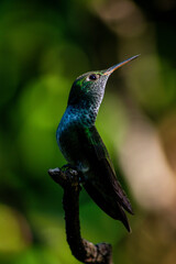 Fototapeta premium hummingbird on a branch