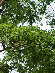 Acer griseum | Paperbark maple or blood-bark maple, smooth shiny orange-red bark peeling like papery layers and dark green petioled foliage in three leaflets
