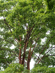 Acer griseum,  paperbark maple or blood-bark maple, ornamental tree, trunk with beautiful...