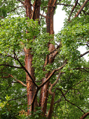 Acer griseum,  paperbark maple or blood-bark maple, ornamental tree, trunk with beautiful cinnamon-colored and shiny orange peeled bark and spectacular foliage