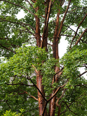 Fototapeta premium Acer griseum, paperbark maple or blood-bark maple, ornamental tree, trunk with beautiful cinnamon-colored and shiny orange peeled bark and spectacular foliage