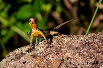 lizard on a stone