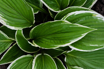 Naklejka na ściany i meble Hosta green leaves background, top view. Decorative plant for garden