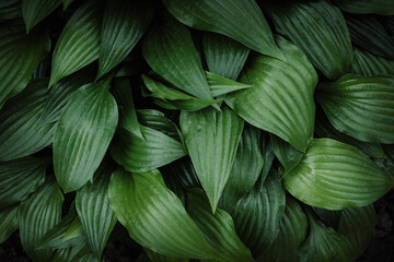 Hosta green leaves background, top view. Decorative plant for garden