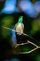 hummingbird on a branch