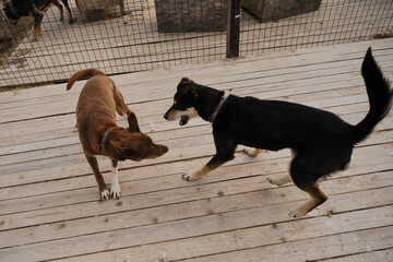 Concept of unnecessary abandoned animals. Kennel of northern sled dogs Alaskan husky in summer. Two mongrels in wooden enclosure of shelter are playing and waiting for adoption.