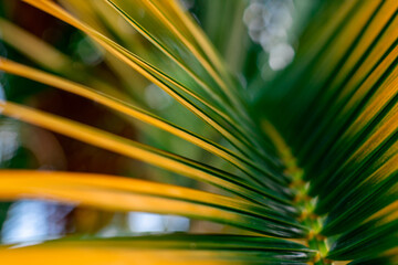 Beautiful natural tropical background. Yellow-green palm branch close-up. Screensaver for the...