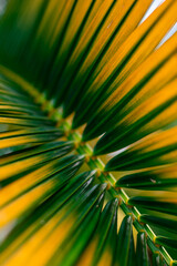 Beautiful natural tropical background. Yellow-green palm branch close-up. Screensaver for the...