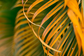 Beautiful natural tropical background. Yellow-green palm branch close-up. Screensaver for the...