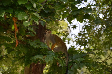 Saimiri - Singe-écureuil