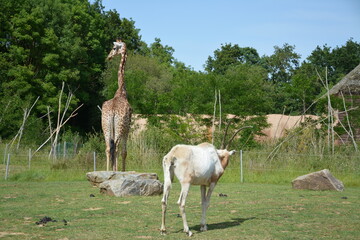 Girafe et Oryx algazelle