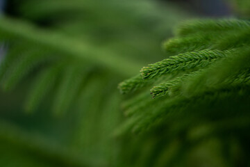Natural green background. Spruce branch close-up on a blurry background