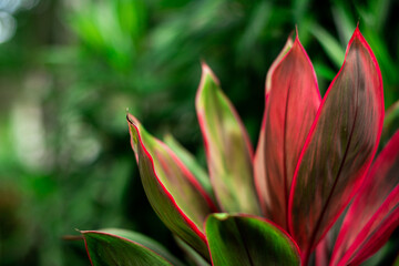 Floral natural background. The large leaves of a tropical plant are green and red. Indoor flowers