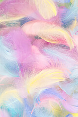 Colorful feather background, top view.