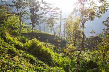 Tea plantation