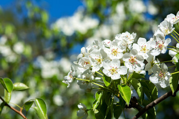 Blooming branches of a pear tree against a blue sky background close-up.. A spring tree blooms with white petals in a garden or park