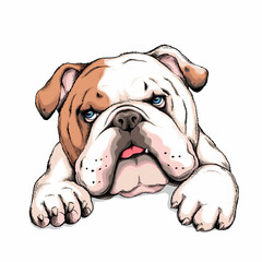Cute english bulldog sketch. Vector illustration in hand-drawn style