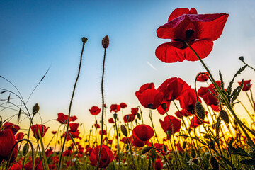 Red poppies