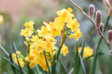 Fototapeta premium Yellow daffodils flowers in the garden