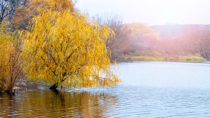 Autumn landscape with yellow willow over the river in sunny weather, reflection of a tree in the river