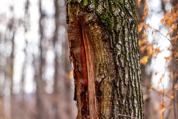 Tree trunk with damaged bark. Tree diseases